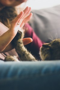 cat communicating