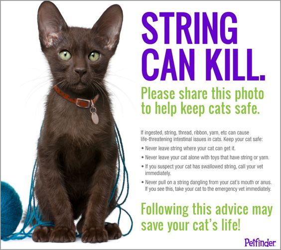 String can kill cats